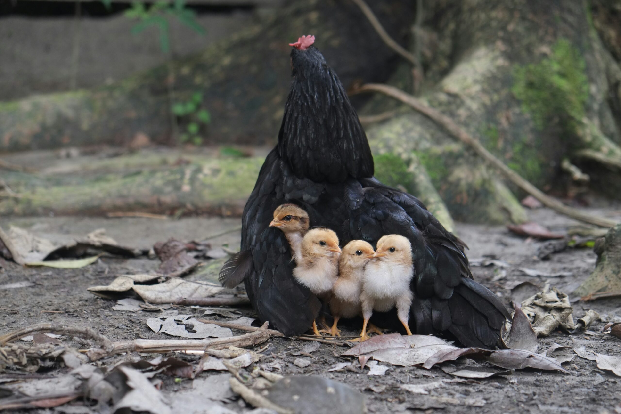 Gallina libre con sus polluelos